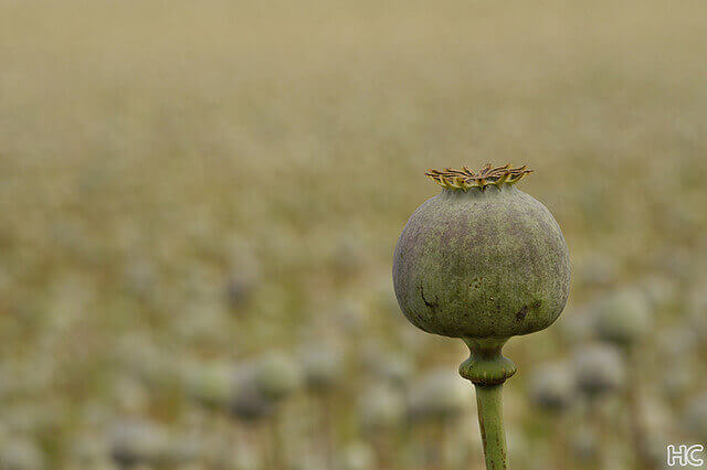 Opium In Field