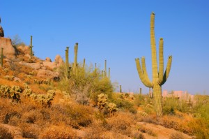 Arizona Cactus