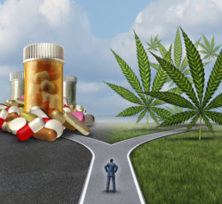 Marijuana medical choice dilemma health care concept as a person standing in front of two paths with one offering traditional medicine and the other option with cannabis.